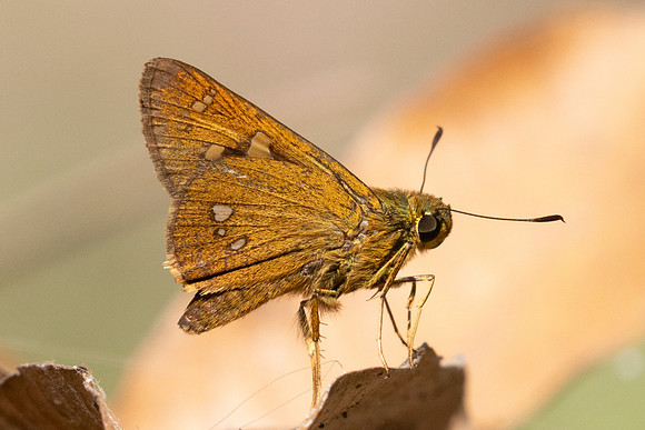 Polytremis eltola-3747- Doi Inthanon - 23/03/25
