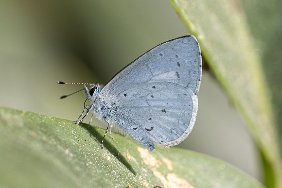 Udara dilecta-4573