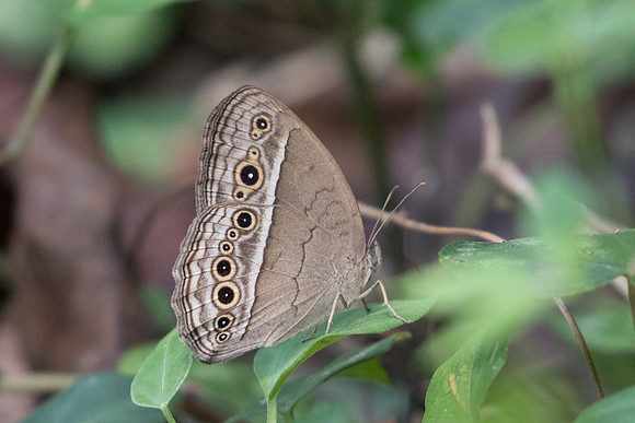 Mycalesis perseoides-1030 - Koh Samui - 18/03/23
