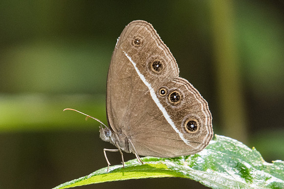 Orsotriaena medus medus-9289 - Koh Samui 16/03/23