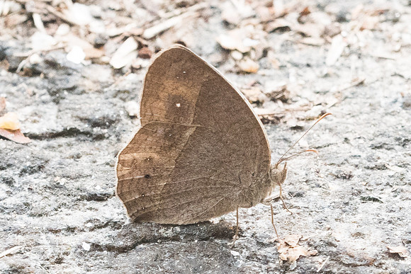 Mycalesis sp-6883 Chiang Mai 14/03/23