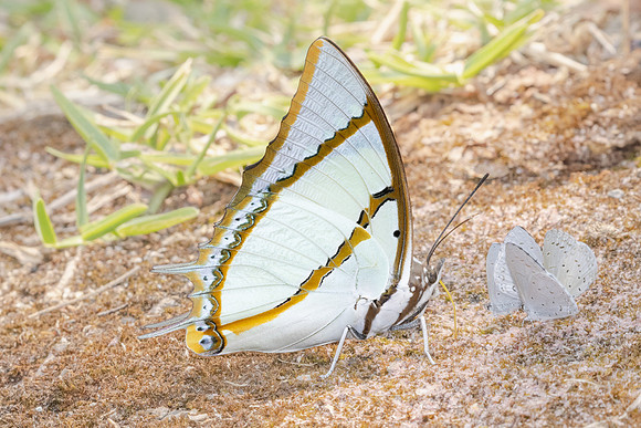 Polyura dolon-3554