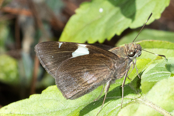 Notocrypta feisthamelii-5113 - Doi Inthanon - 26/03/25