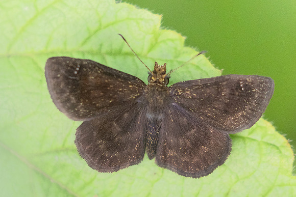 Staphylus vulgata-0759 - 7/06/24