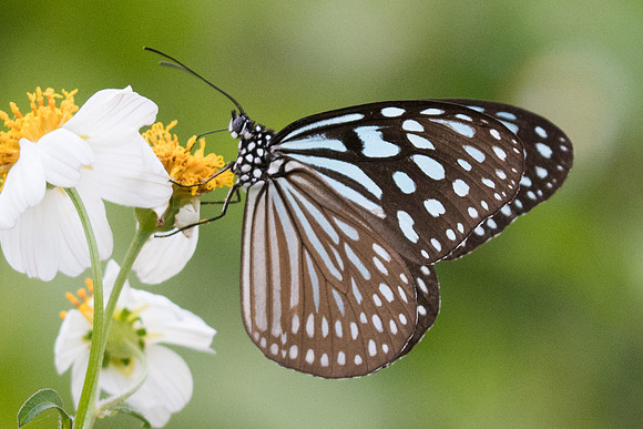 Ideopsis similis persimilis-2904- Koh samui -  19/03/23
