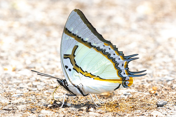 Polyura eudamippus-5269