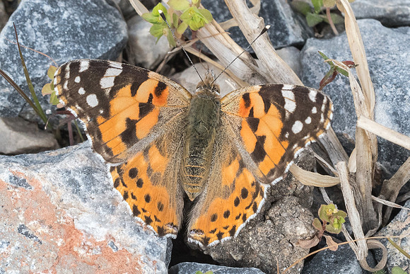 Vanessa cardui-7187 - Malaga - 5/03/22