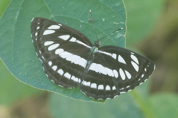 Neptis hylas-3170 - Chiang Rai - 19/11/23