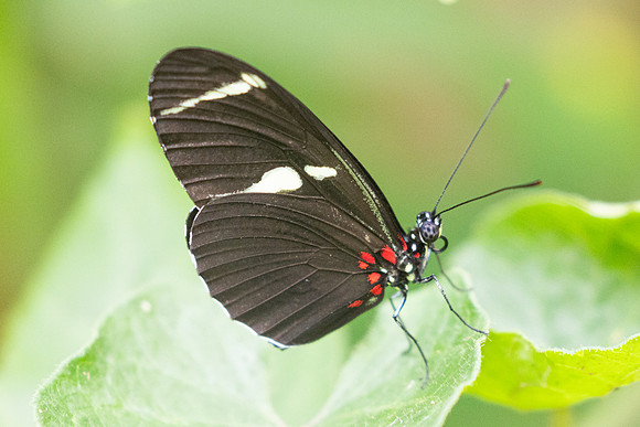 Heliconius sara-9708