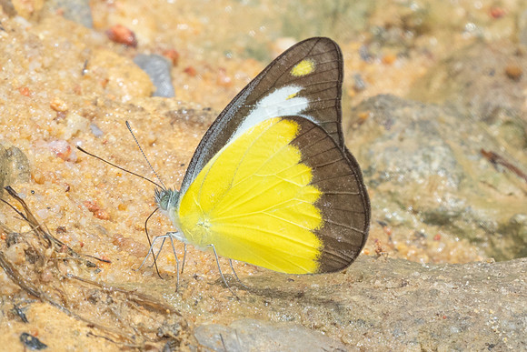 Appias lyncida-9842