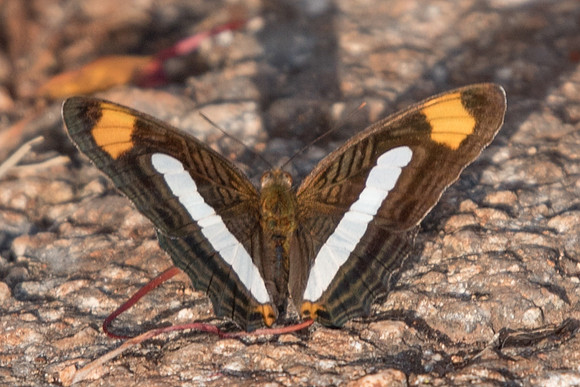 Adelpha iphicleola-5196