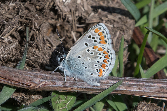 Aricia agestis-7651