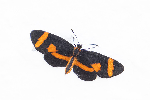 Microtia elva -7772
