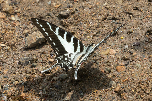 Graphium nomius-2653
