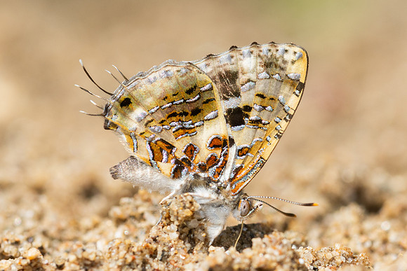 Catapaecilma major-4568 - Chiang Dao - 22/03/24