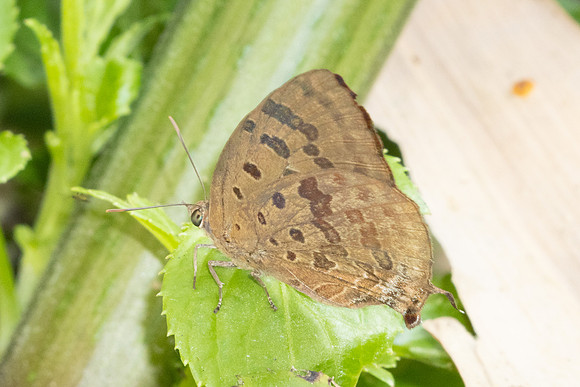 Arhopala-2642