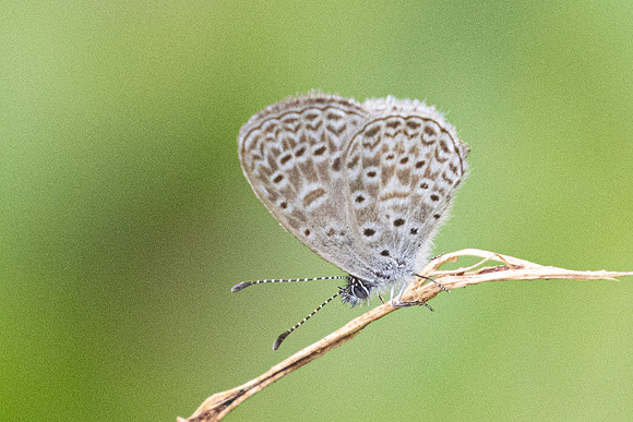 Zizula cyna-5313 - Jardin - 14/06/24