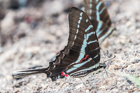 Protographium philolaus-2529