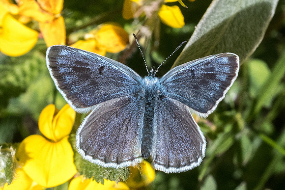 Maculinea arion-2080 - Nevache - 2/07/21