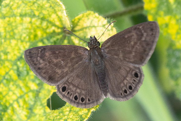 Timochreon satyrus-0554