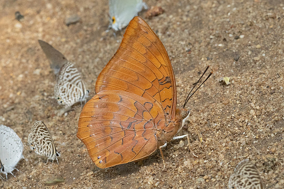 Charaxes marmax id--1370