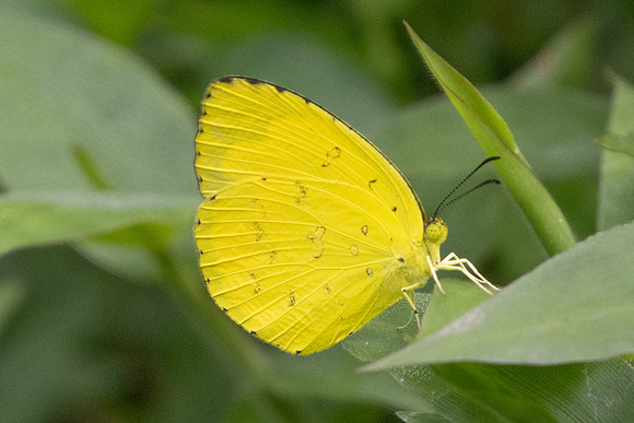Terias hecabe-0159