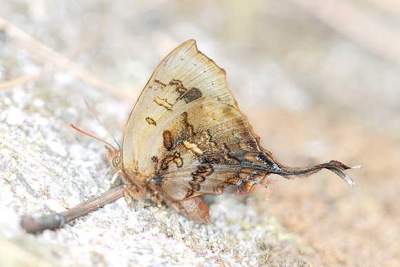 Cheritrella truncipennis-6043- Doi Suthep 1577m - 27/03/25