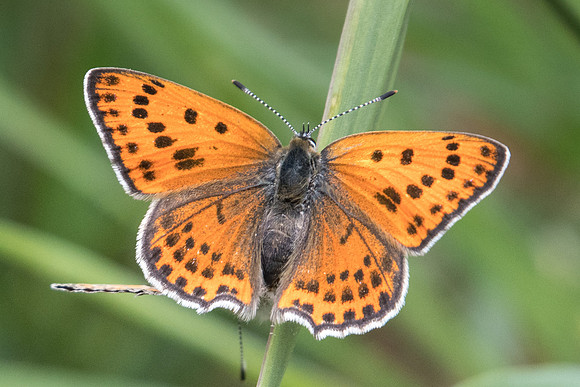 Lycaena thersamon-0266 - - Route Drama Paleokomi - 16/04/22