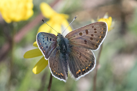 Lycaena tityrus-8489