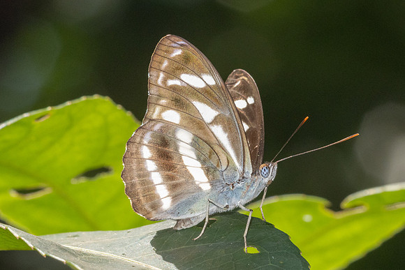 Athyma kanwa -5745 - Doi Suthep - 27/03/25