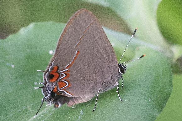 Calycopis quintana-4609