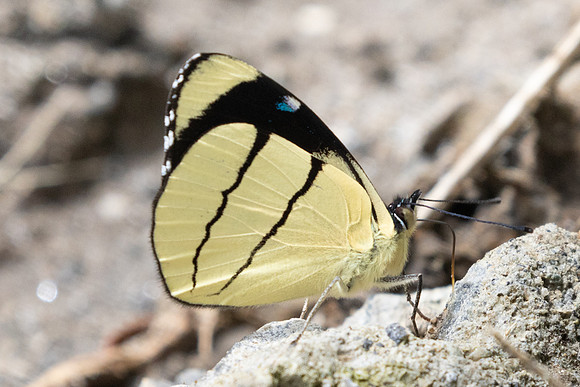 Perisama oppelii-6929