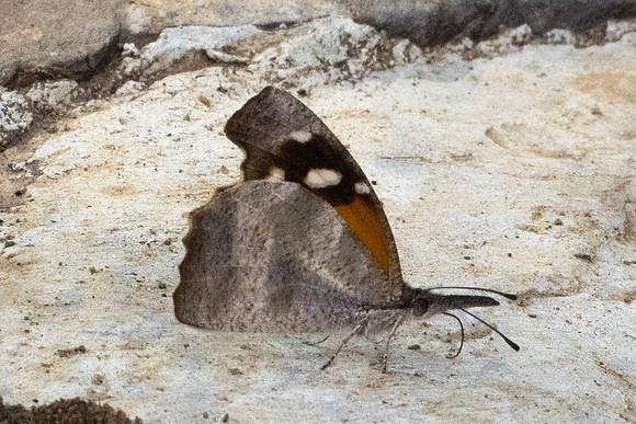 Libytheana carinenta-3851