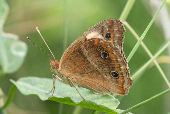 Junonia zonalis-9281