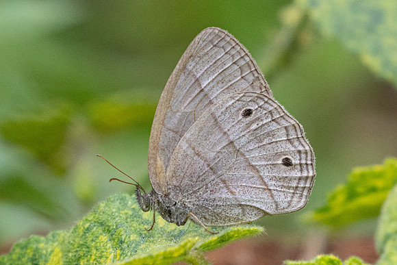 Yphthimoides renata-0545