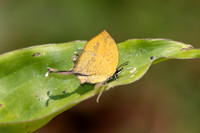 Yasoda tripunctata tripunctata -6373- Doi Suthep 1180m - 28/03/25