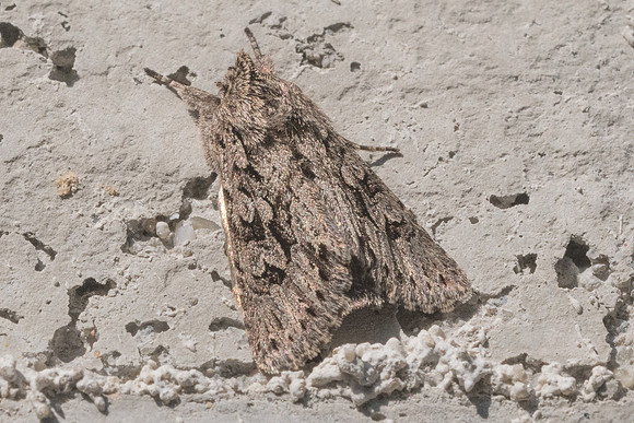 Meganephria bimaculosa-9973