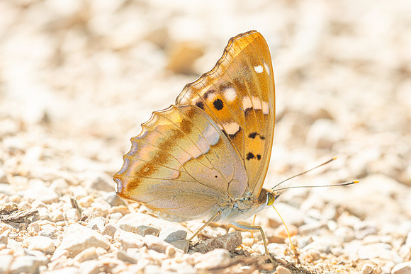 Apatura ilia clytie-9363 - Gorges de Caramy - 7/06/25