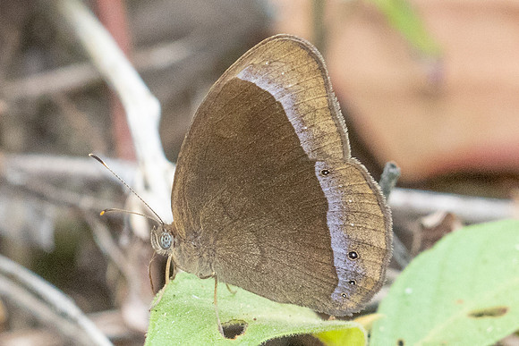 Mycalesis adamsoni-0394- Chiang Dao - 16/03/24