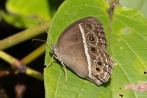 Mycalesis perseoides-9600 - Gopeng - 13/03/25