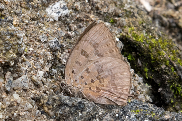 Arhopala silhetensis-0942 - Doi-Suthep - 7/03/23