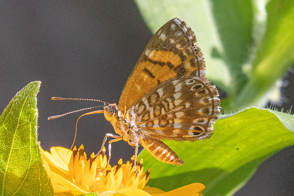 Aricoris erostratus-7934