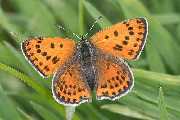 Lycaena thersamon-0561