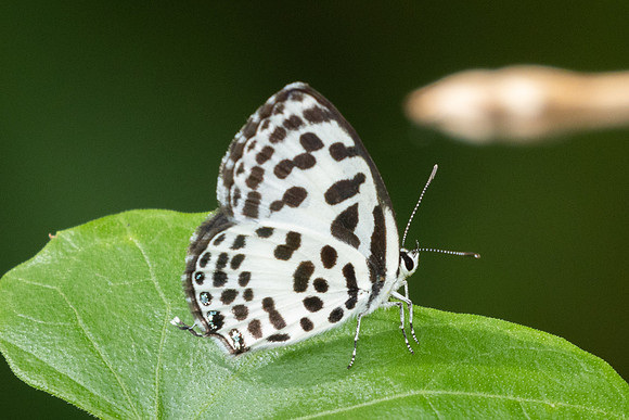 Castalius rosimon-9366