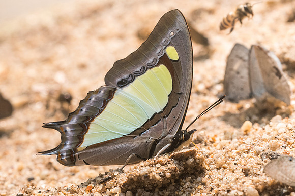 Polyura arja-8863- Chiang dao - 11/03/23