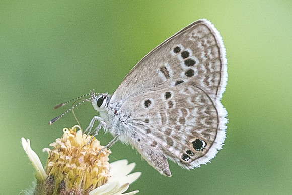 Echinargus isola-2272