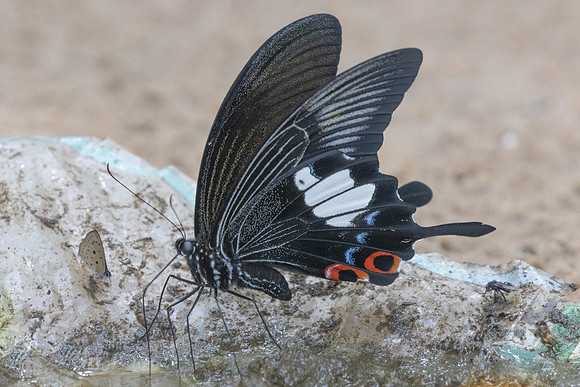 Papilio iswara-0273