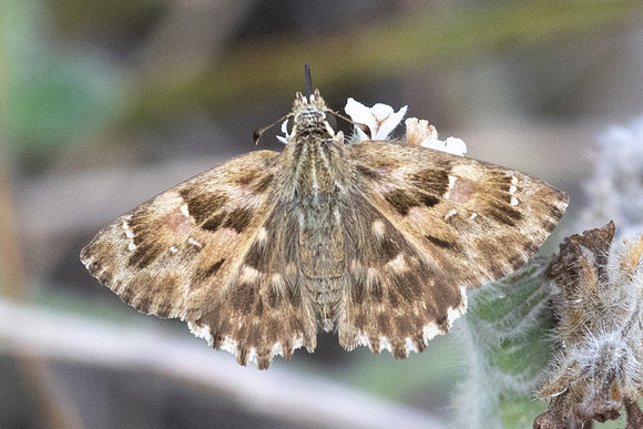 Carcharodus alceae-1578 Antalya, Pergé - 20/09/24