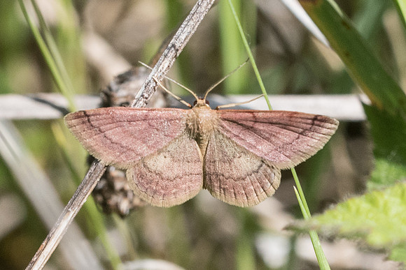 Scopula rubiginata - Montigny sur loing