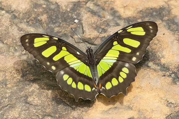 Siproeta stelenes-3511